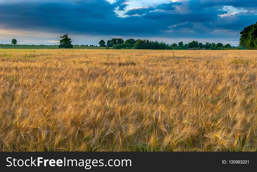 Ecosystem, Field, Crop, Grassland