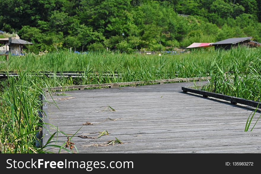 Wetland, Vegetation, Nature Reserve, Plant