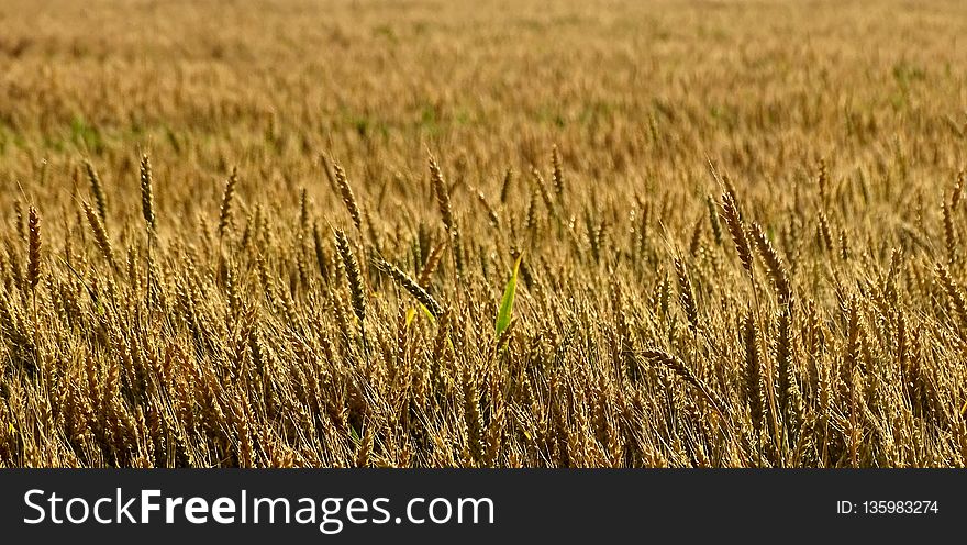 Field, Crop, Wheat, Food Grain