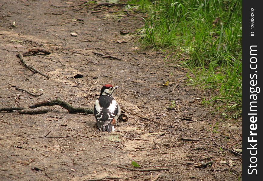 Bird, Fauna, Soil, Path