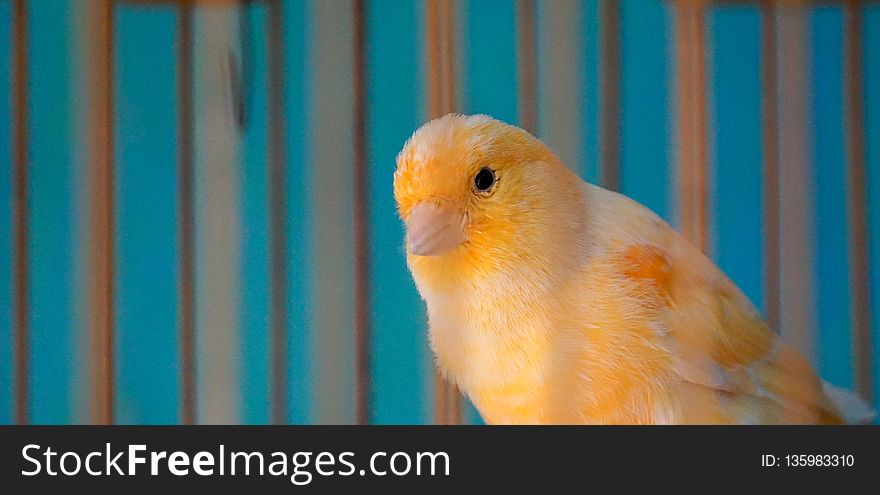 Bird, Beak, Parakeet, Common Pet Parakeet