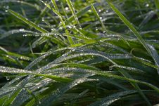 Dew Drops On Green Grass Royalty Free Stock Photography