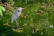 A Grey Heron Between Trees Stock Images
