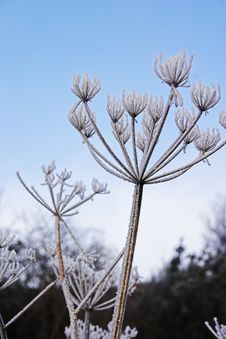 Frozen Umbellifer Royalty Free Stock Image Frozen Umbellifer Royalty Free Stock Image