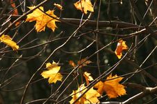 Leaves Stock Photo Leaves Stock Photo
