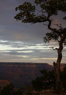 View Of The Grand Canyon With Tree And Rainbow Royalty Free Stock Images View Of The Grand Canyon With Tree And Rainbow Royalty Free Stock Images