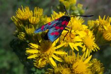 Six Spot Burnet - Zygaena Filipendulae Royalty Free Stock Photos