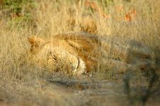 The Lion Sleeps Tonight Stock Images