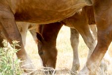 A Foal And His Mother Royalty Free Stock Photography A Foal And His Mother Royalty Free Stock Photography