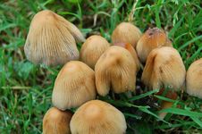 Mushrooms Royalty Free Stock Photography