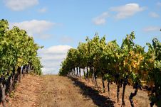 Vineyard Rows On Top Of A Hill Stock Photo Vineyard Rows On Top Of A Hill Stock Photo