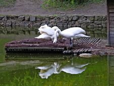 Nesting Swans Royalty Free Stock Image
