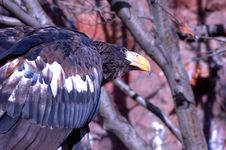 Eagle 6 Royalty Free Stock Image Eagle 6 Royalty Free Stock Image