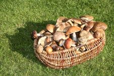 Mushrooms Basket Royalty Free Stock Photos Mushrooms Basket Royalty Free Stock Photos