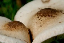 Couple Of Parasol Mushrooms Stock Images Couple Of Parasol Mushrooms Stock Images