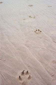 Paw Prints Royalty Free Stock Images