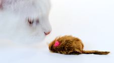 Cat And Mouse Stock Photo