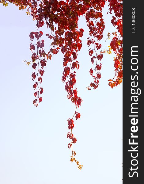 Red Leaves On Sky