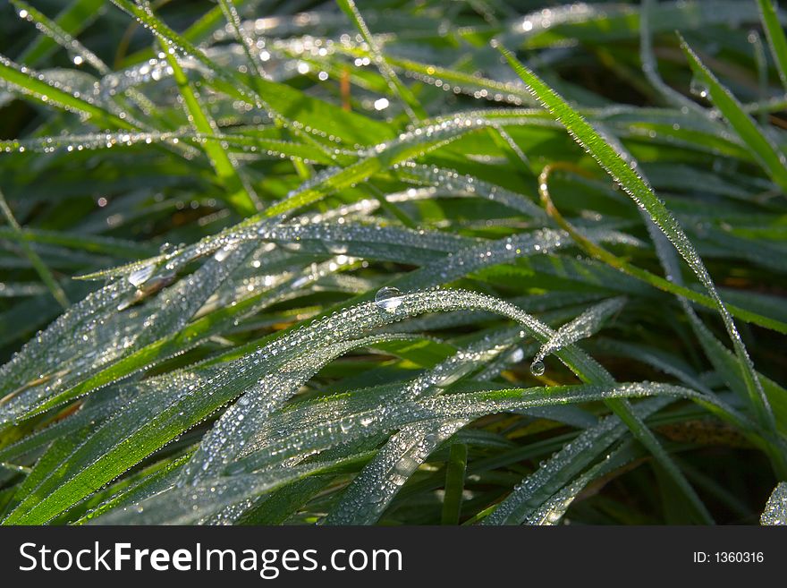 Dew Drops On Green Grass