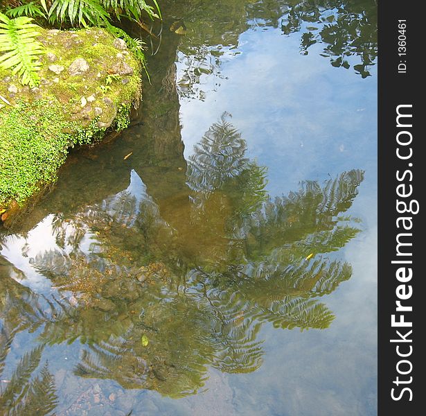 This is the reflection of a cabbage tree in a little stream. This is the reflection of a cabbage tree in a little stream