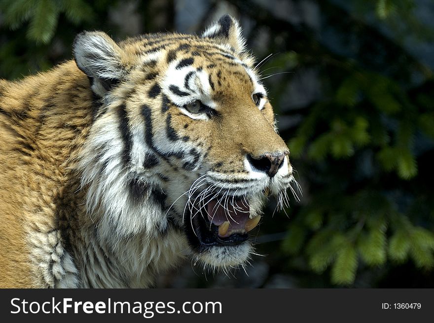 Panthera tigris sumatrae Sumatran Tiger. Panthera tigris sumatrae Sumatran Tiger