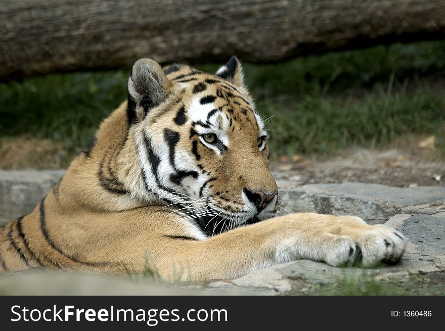 Panthera tigris sumatrae Sumatran Tiger. Panthera tigris sumatrae Sumatran Tiger