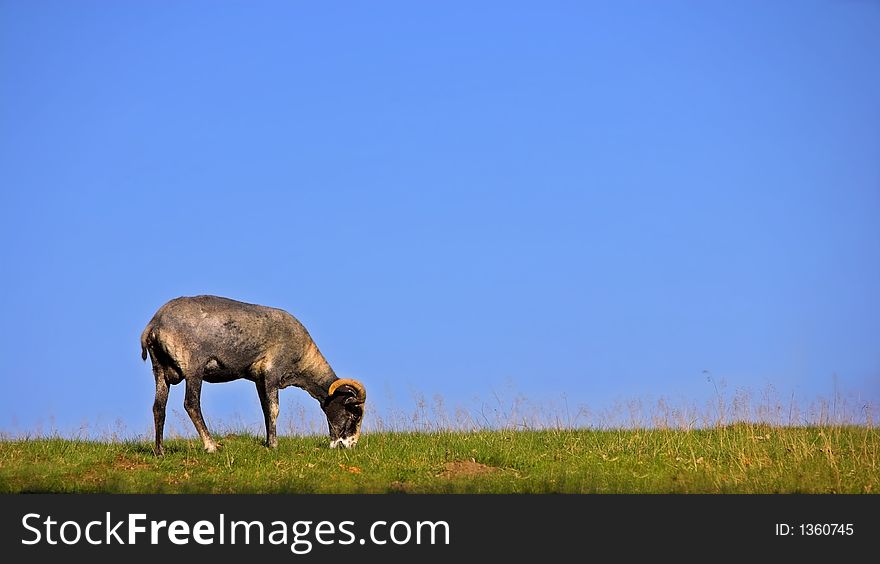 Goat eating, late summer in Denmark