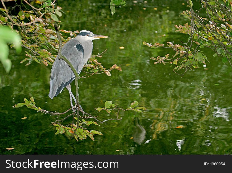 A grey heron between trees