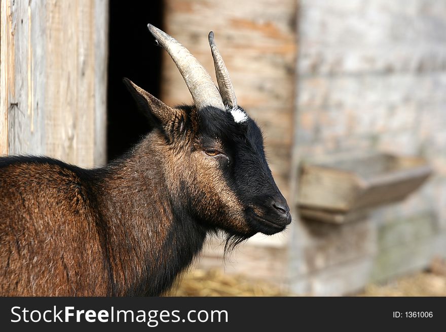 Goat in an old  farm in denmark