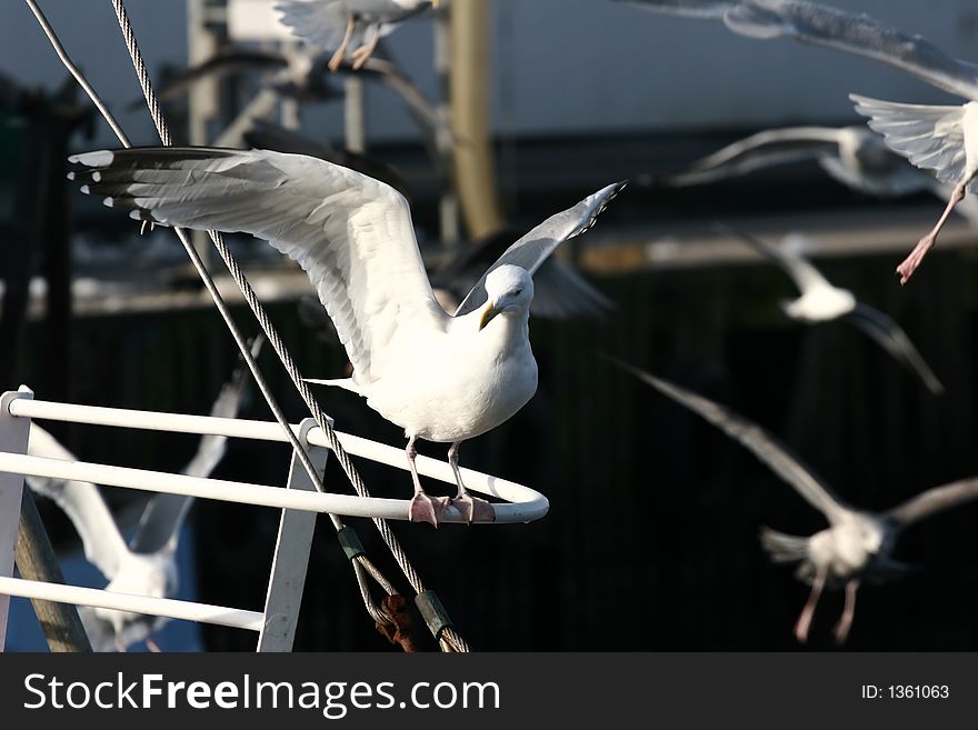 Seagull in denmark waiting the return of fishing boat. Seagull in denmark waiting the return of fishing boat