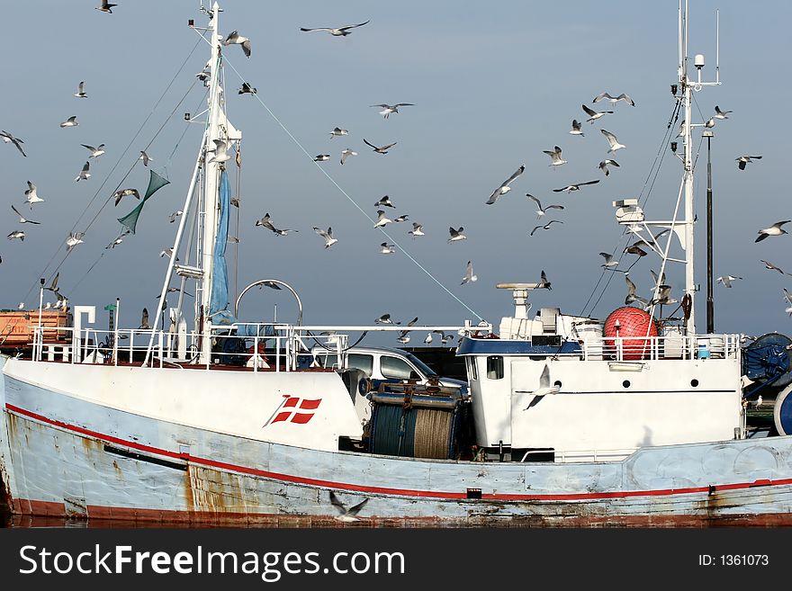 Seagull in denmark waiting the return of fishing boat. Seagull in denmark waiting the return of fishing boat