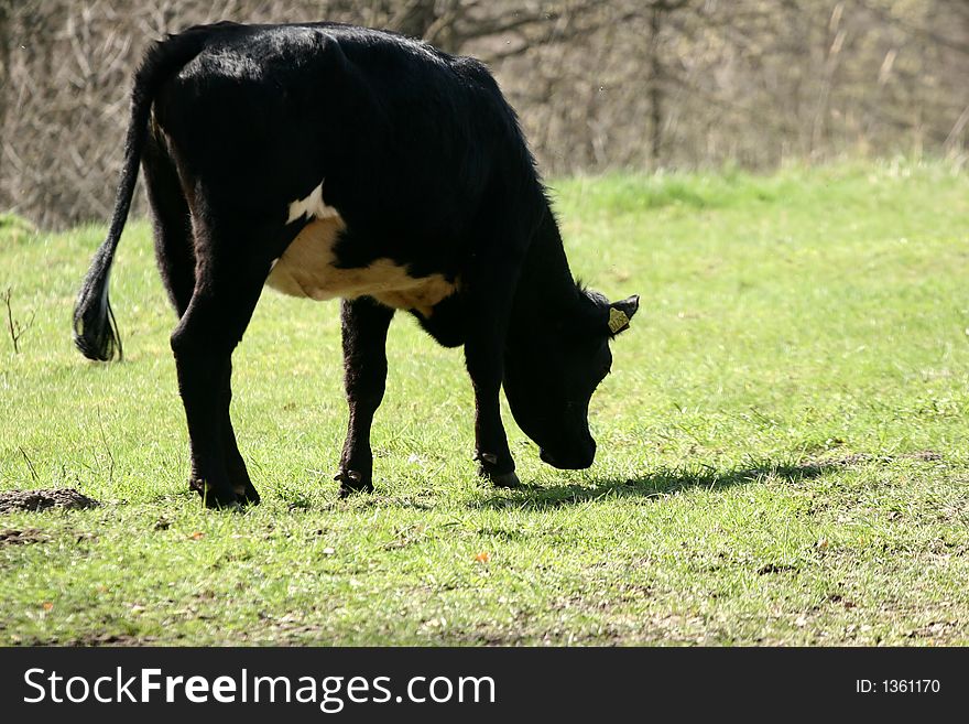 Danish cows