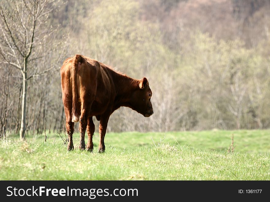 Cows in forest and field a sunny summer day in denmark. Cows in forest and field a sunny summer day in denmark