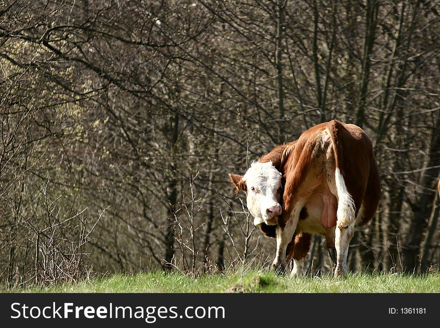 Cows in forest and field a sunny summer day in denmark. Cows in forest and field a sunny summer day in denmark