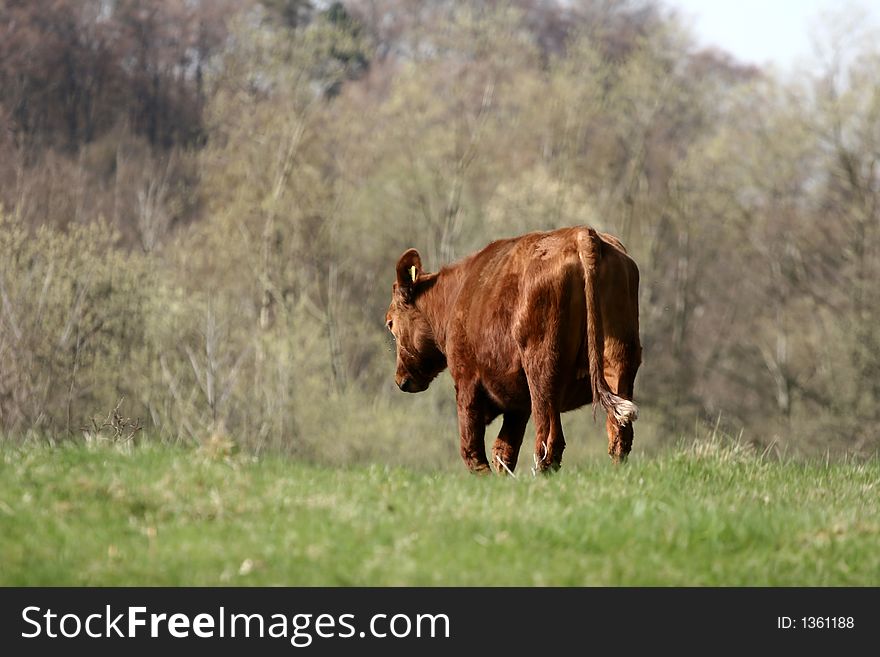 Danish Cows