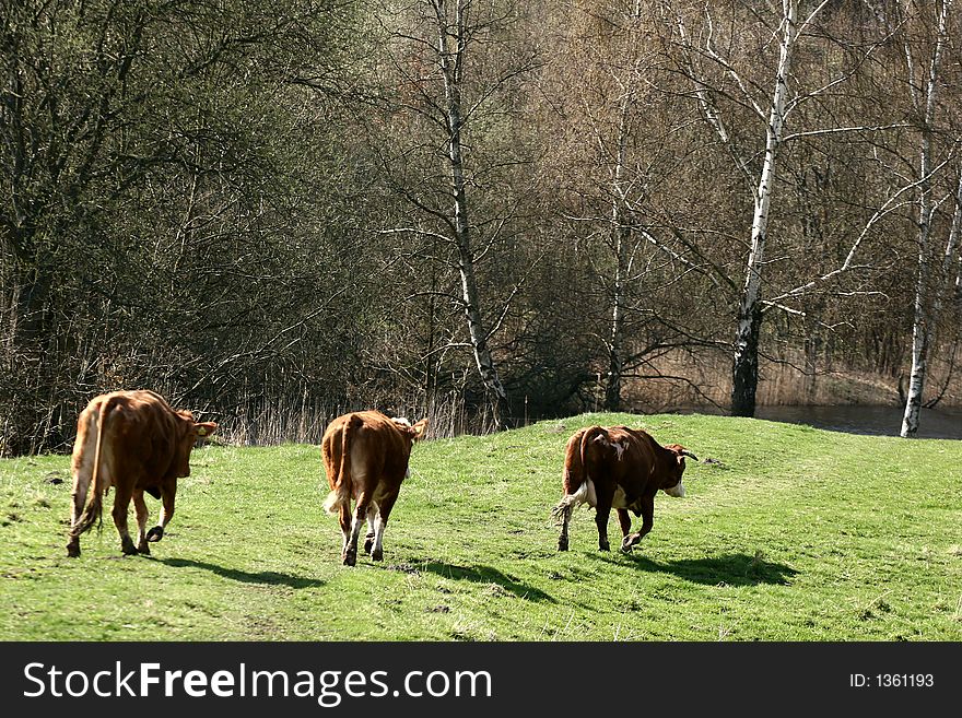 Danish Cows