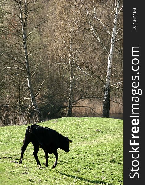 Cows in forest and field a sunny summer day in denmark. Cows in forest and field a sunny summer day in denmark