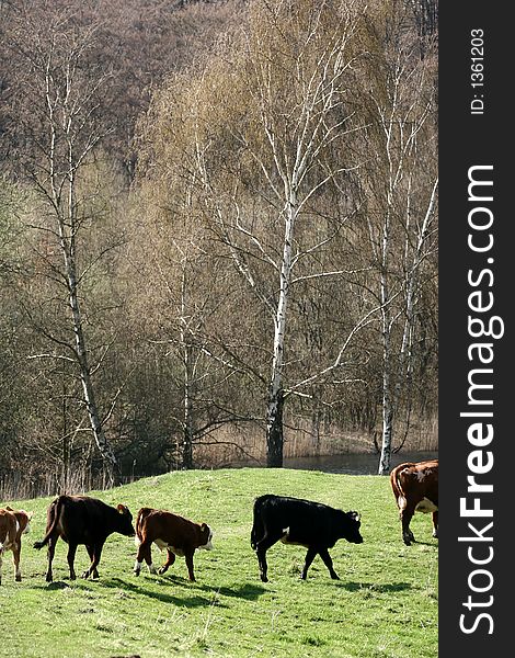 Cows in forest and field a sunny summer day in denmark. Cows in forest and field a sunny summer day in denmark