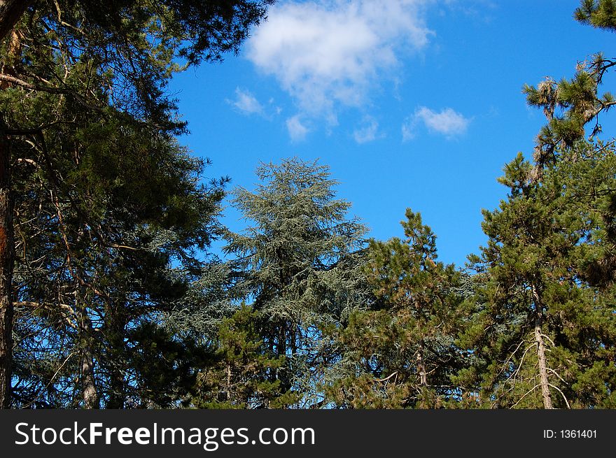 Background of natural setting with pine trees and sky. Background of natural setting with pine trees and sky