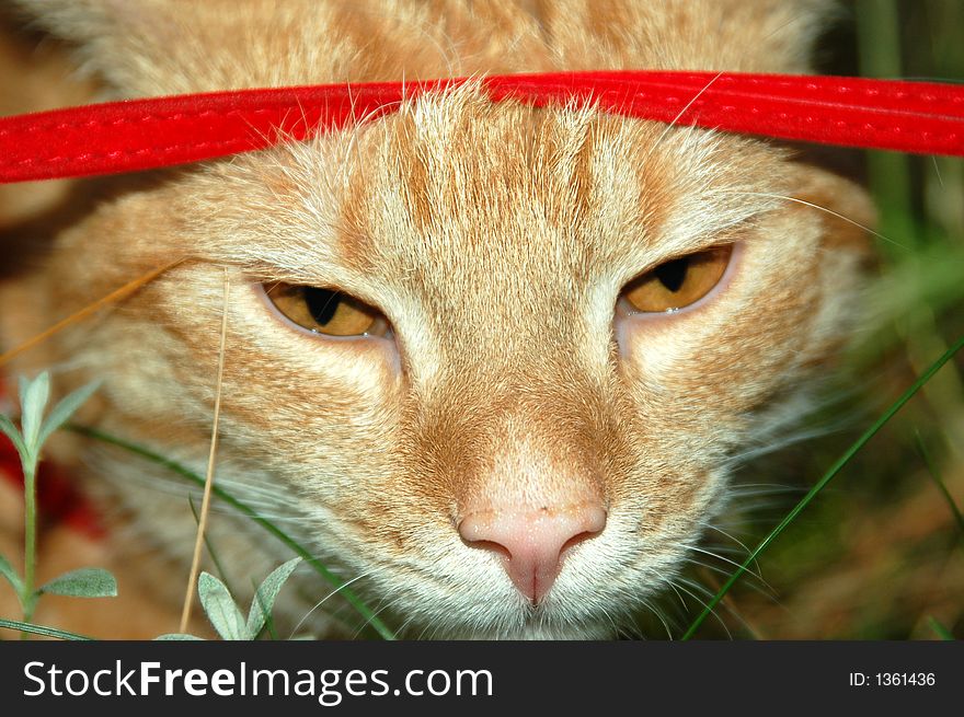 Photo of close-up red-haired cat. Photo of close-up red-haired cat