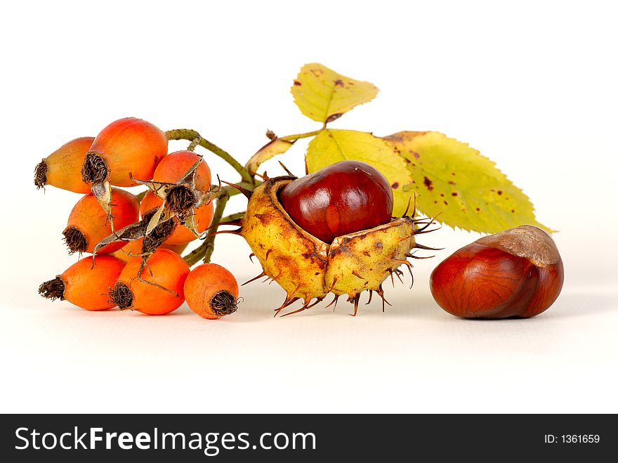 Dog-rose & chestnut on a light background. Dog-rose & chestnut on a light background