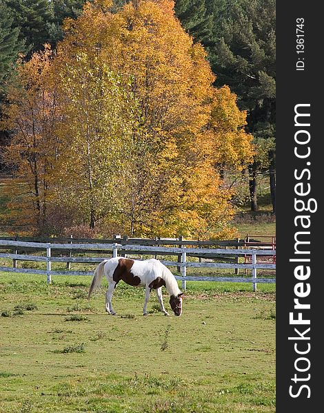 Horse Grazing in Pasture in Autumn