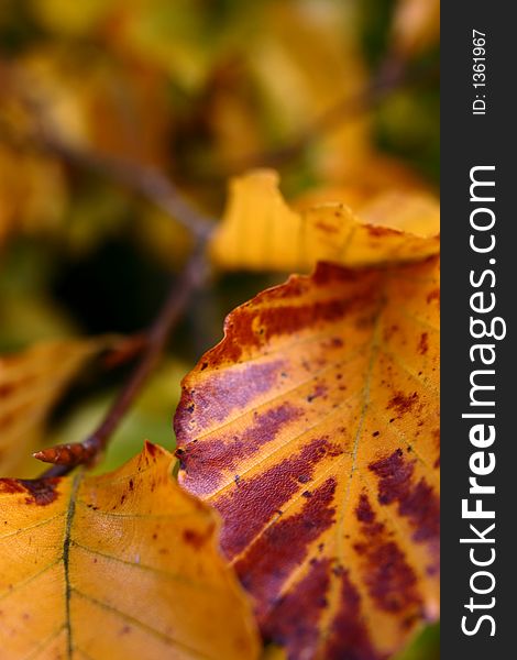 Close up of beech leaves in autumn colours. Close up of beech leaves in autumn colours