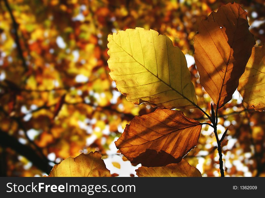 Autumn beech leaves in bright colours and sunshine