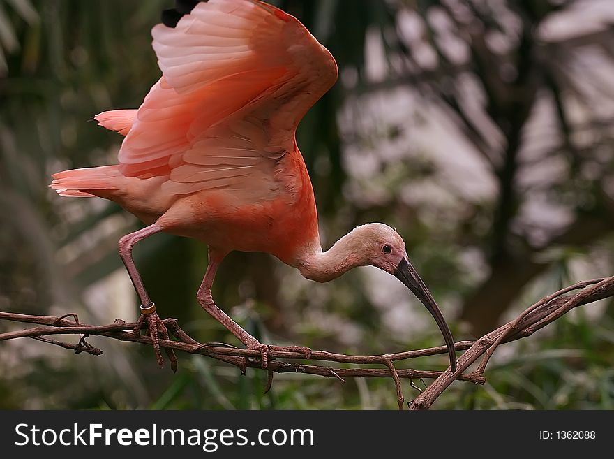 Pink bird walking in a tree