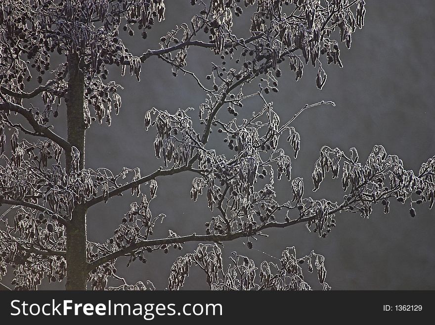 Branches of an alder tree with frost on in misty weather. Branches of an alder tree with frost on in misty weather