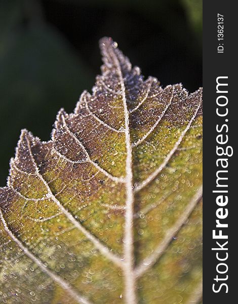 Close up of frosted autumn leaf. Close up of frosted autumn leaf