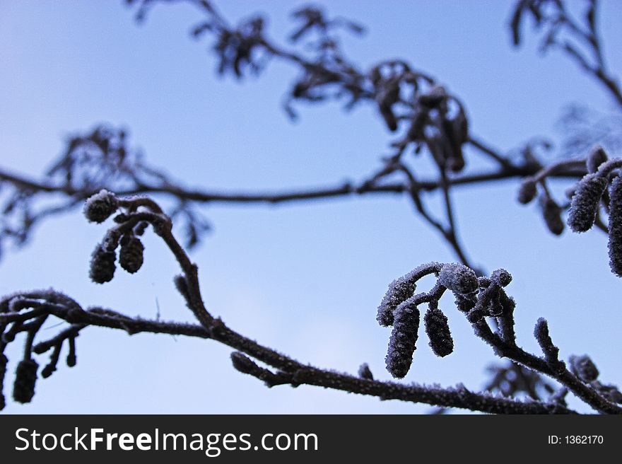 Branches of an alder tree with frost on. Branches of an alder tree with frost on