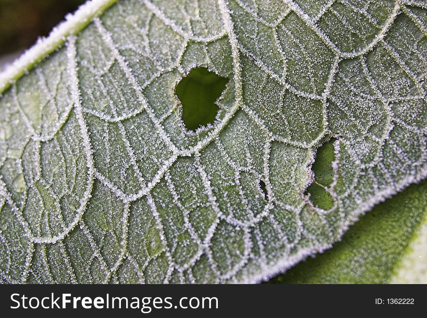 Pattern of frozen green leaf with veins outlined
