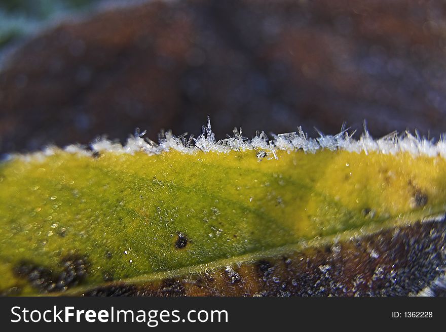 Close up of ice crystals on an autumn leaf